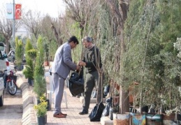 Her sezon 200 bin Antep fıstığı fidanı satılıyor