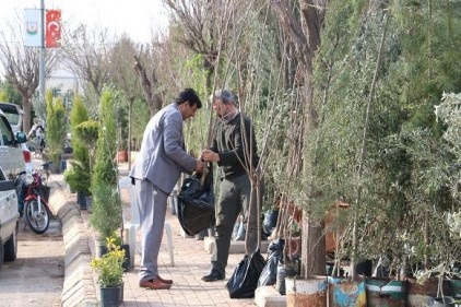 Her sezon 200 bin Antep fıstığı fidanı satılıyor