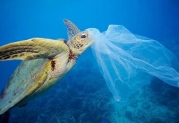 Her yıl 8 milyon ton plastik doğaya karışıyor
