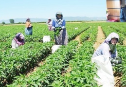 Her yıl daha fazla çiftçi tarımı bırakıyor!