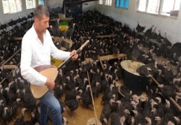 Hindilere bağlama resitali