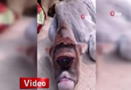 Hindistan'da tek gözlü buzağı şaşkınlığa yol açtı