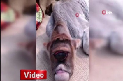 Hindistan&#039;da tek gözlü buzağı şaşkınlığa yol açtı