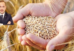 Hindistan'dan ithal edilen buğday hastalıklı çıktı, gemi geri gönderilecek