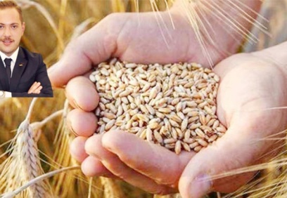 Hindistan'dan ithal edilen buğday hastalıklı çıktı, gemi geri gönderilecek