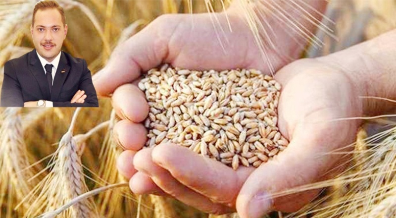 Hindistan'dan ithal edilen buğday hastalıklı çıktı, gemi geri gönderilecek