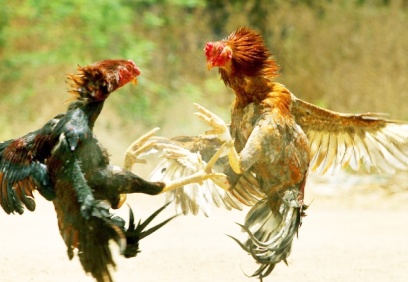 Horoz dövüştüren 71 kişi,  129 bin 149 TL idari para cezası aldı