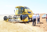 Hububatı kuraklık vurdu rekolte yüzde 50 düştü