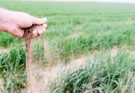 Hububatta bu yıl en az 2 milyon ton rekolte kaybı bekleniyor