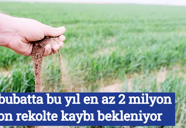 Hububatta bu yıl en az 2 milyon ton rekolte kaybı bekleniyor