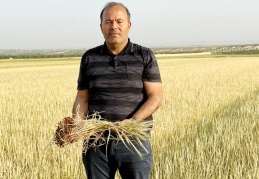 Hububatta, yüzde 80 rekolte kaybı yaşanacak