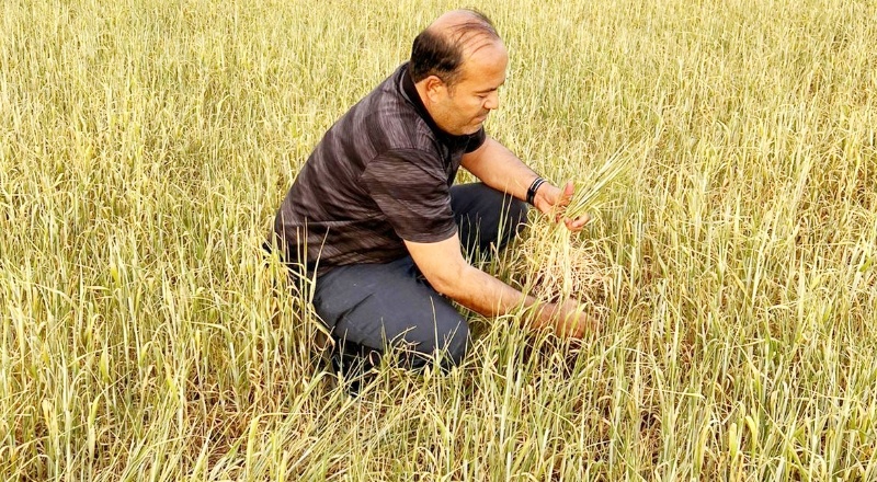 Hububatta, yüzde 80 rekolte kaybı yaşanacak