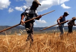 Hükümetin açıkladığı buğday alım fiyatlarına tepki: Çiftçiye darbe vuruldu