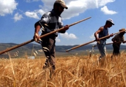 Hükümetin açıkladığı buğday alım fiyatlarına tepki: Çiftçiye darbe vuruldu