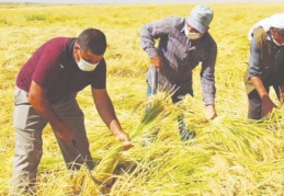 Hükümetin açıkladığı taban fiyatlar, çeltik üreticisini memnun etmedi