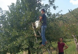 Huzurlu’da elma hasadı başladı 