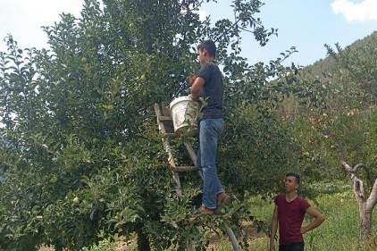Huzurlu&#8217;da elma hasadı başladı 