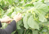 Ihlamur hasadı başladı; kilosu 500 TL'ye kadar çıkıyor