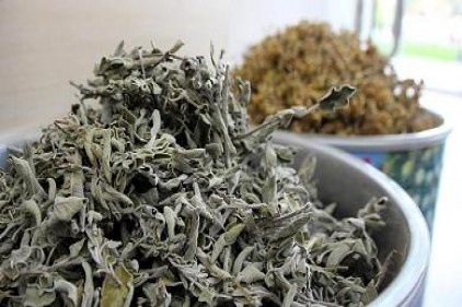 Ihlamurun yerini ada çayı aldı