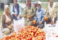 İhracat artınca domates tavan yaptı