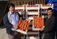 İhracat başlayınca domatesin fiyatı arttı