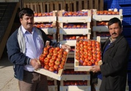 İhracat başlayınca domatesin fiyatı arttı