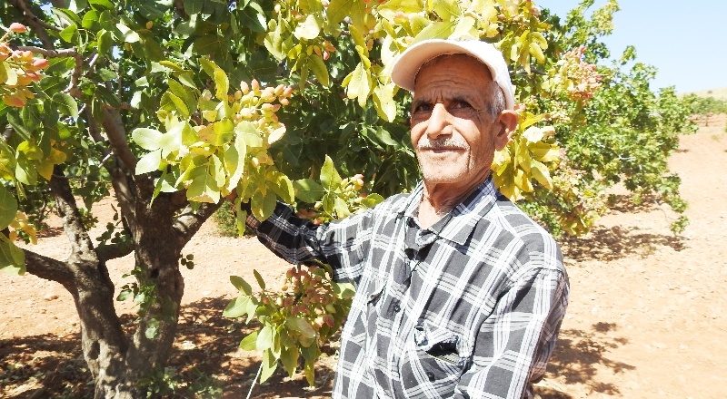 İki ay erken meyve veriyor