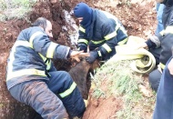 İki tilki, definecilerin açtığı çukura düştü