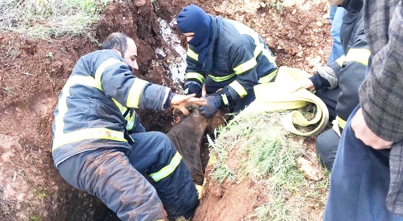 İki tilki, definecilerin açtığı çukura düştü