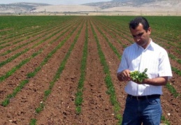 İki yıldan beri yerfıstığı yetiştiriliyor