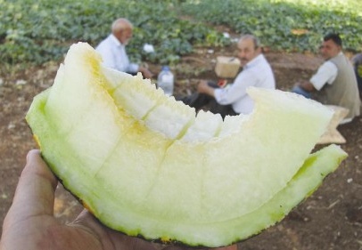 İkinci kavun hasadı üreticiyi sevindirdi