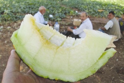 İkinci kavun hasadı üreticiyi sevindirdi