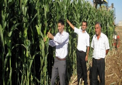 İkinci ürün olarak silaj üretimine başlandı