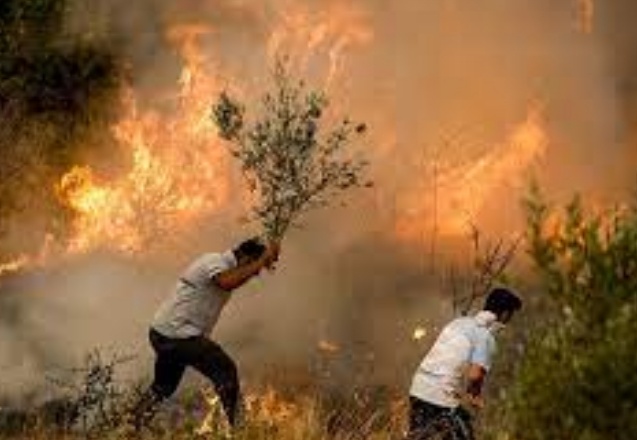 İklim değişikliği yüzünden orman yangınlarının şiddeti, hızı, zararı artıyor, söndürülmesi zorlaşıyor