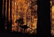 İklim krizi orman yangınlarının sıklığını ve süresini değiştiriyor