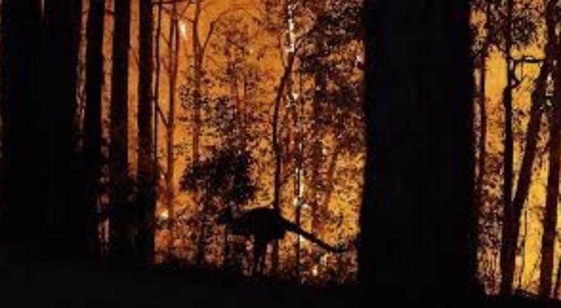 İklim krizi orman yangınlarının sıklığını ve süresini değiştiriyor