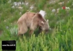 İlçeler Korona sessizliğine büründü! Sokaklar ayılara kaldı