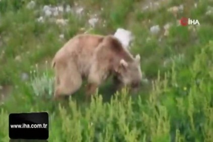 İlçeler Korona sessizliğine büründü! Sokaklar ayılara kaldı