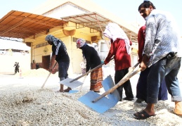 İlçeye günlük 3 bin ton fıstık, 100 milyon lira giriyor