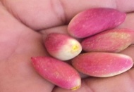 İlk ben fıstık Borsa’ya geliyor