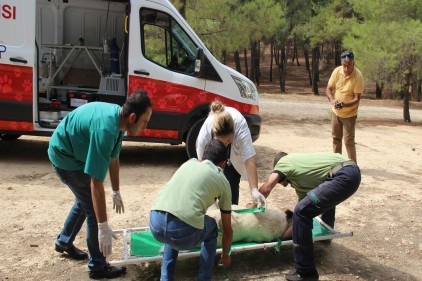 İlk hayvan ambulansı hizmete girdi