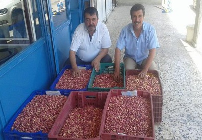 İlk kabuklu kırmızı fıstık 35 TL’den satıldı