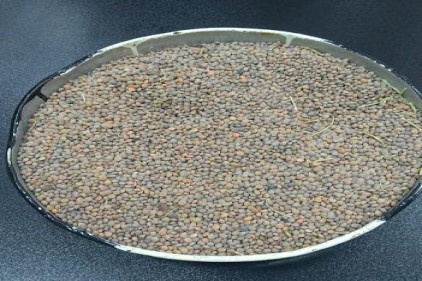İlk mahsul kırmızı mercimek geldi