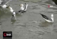 İnci kefalinin martılar ile mücadelesi