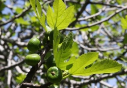 İncirde bolluk yılı