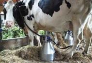 İnek sütü miktarı azaldı