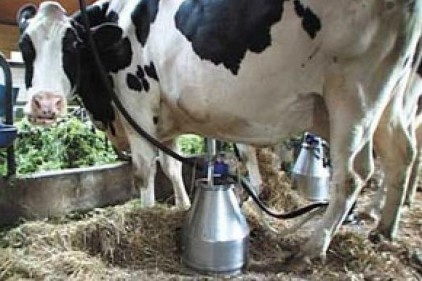 İnek sütü miktarı azaldı