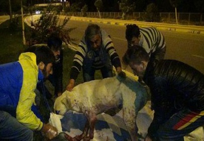 İnsan kılıklı yaratıklar hamile köpekleri vurdu