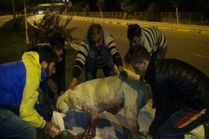 İnsan kılıklı yaratıklar hamile köpekleri vurdu