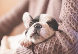 İnsan sevgisi köpeklerin genlerinde var